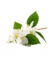 STOCKJES WIEROOK JASMIN