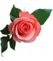 STOCKJES WIEROOK ROSE