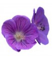 STOCKJES WIEROOK VIOLETTE