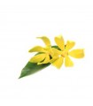 STOCKJES WIEROOK YLANG YLANG