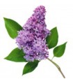 BATONS ENCENS LILAS