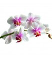 STOCKJES WIEROOK ORCHIDEE