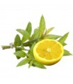 STOCKJES WIEROOK VERVEINE CITRONNEE